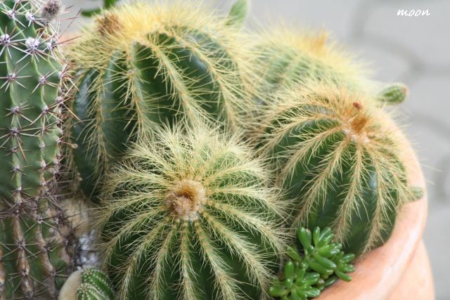 Notocactus